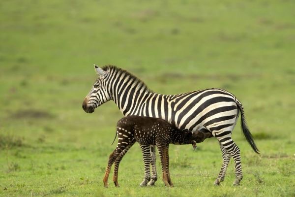 <br />
Необычная зебра «в горошек» родилась в Кении<br />
