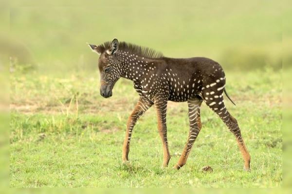 <br />
Необычная зебра «в горошек» родилась в Кении<br />
